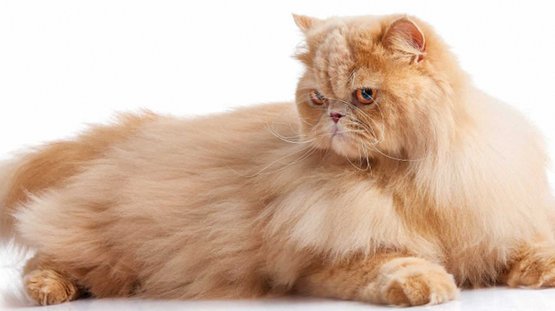 Персидская длинношерстная кошка