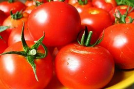 Выращиваем помидоры без фитофторы