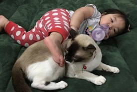 Кошка-герой спасла малыша