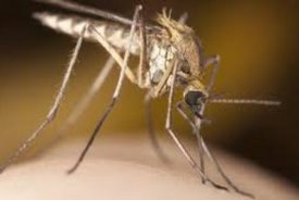 Что привлекает к нам комаров, и как снизить риск укуса