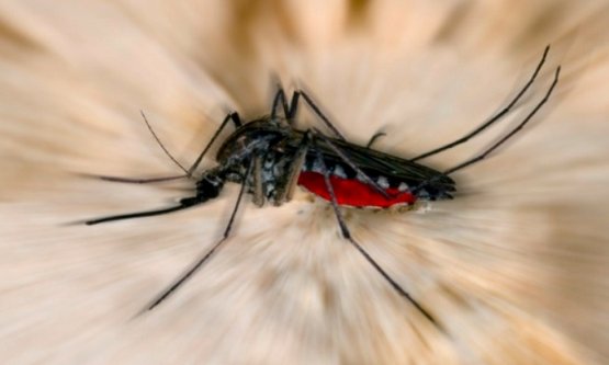 Що приваблює до нас комарів